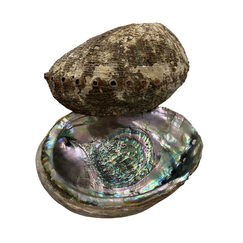 XL Abalone Shell