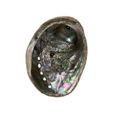 XL Abalone Shell