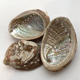 XL Abalone Shell