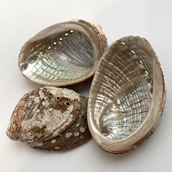 XL Abalone Shell