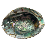 XL Abalone Shell