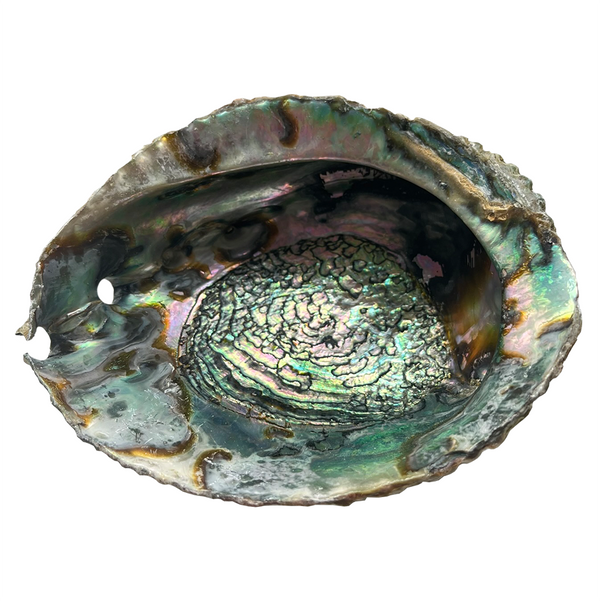 XL Abalone Shell