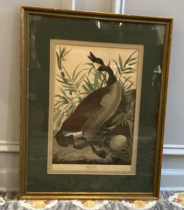 Audubon Canada Goose - Engraved, Printed and Coloured by Hallard