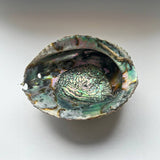 XL Abalone Shell