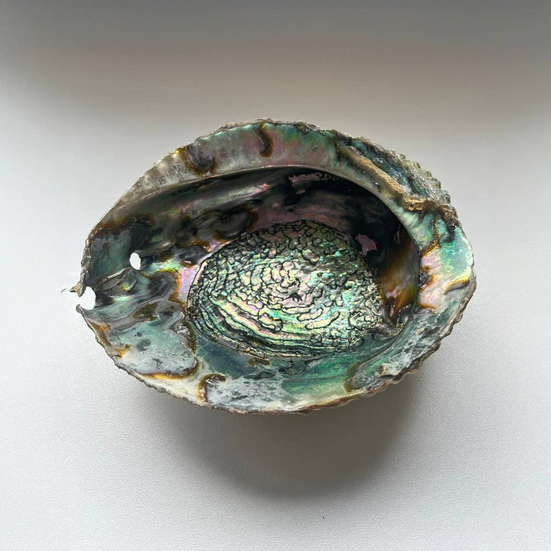 XL Abalone Shell