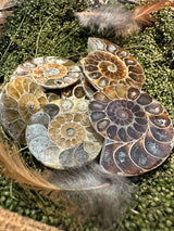 Rainbow Ammonites