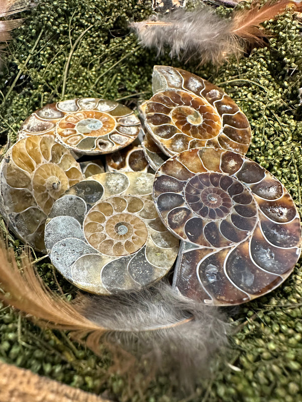 Rainbow Ammonites