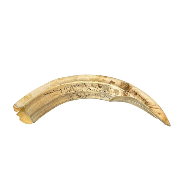 Boar Tusk - Felled in 1899 - Details Written on Tusk