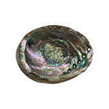 XL Abalone Shell