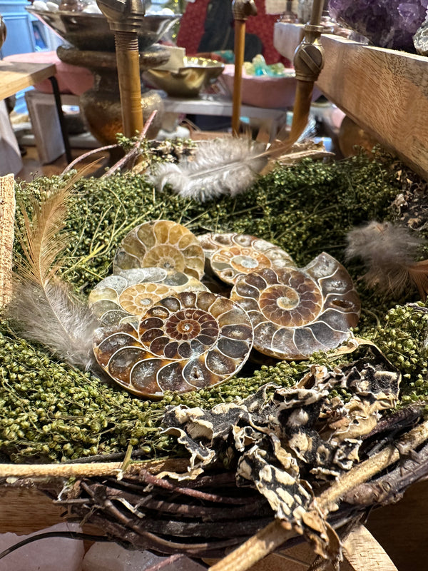 Rainbow Ammonites