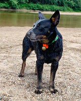 Dog Collar Bell: Red #2