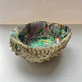 XL Abalone Shell