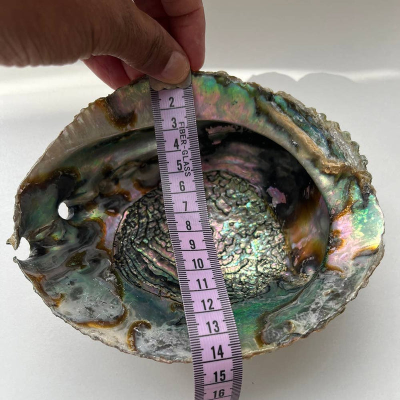 XL Abalone Shell