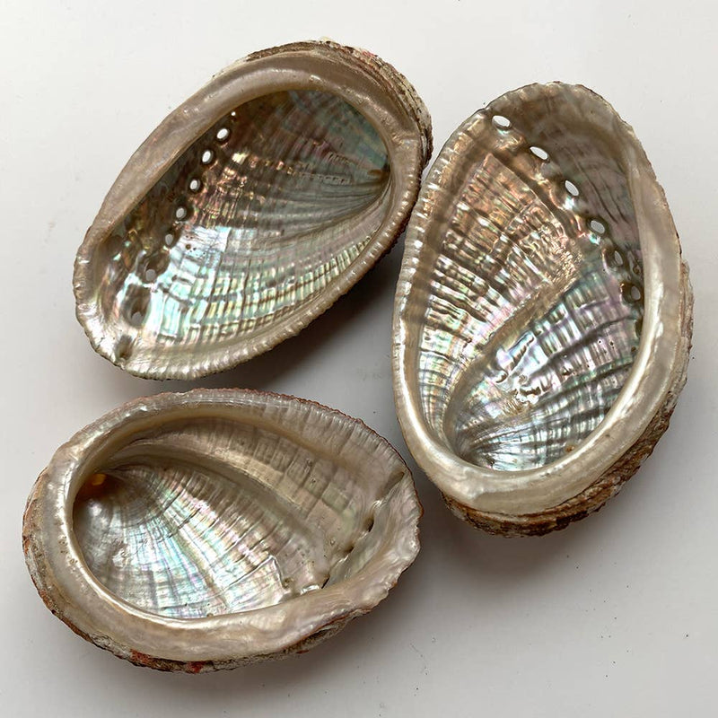 XL Abalone Shell