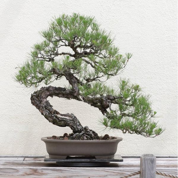 Japanese Black Pine Bonsai Tree || Seed Grow Kit